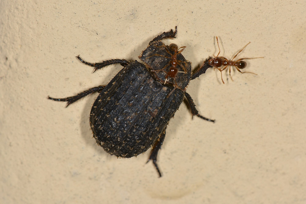 Trox niger, Trogidae